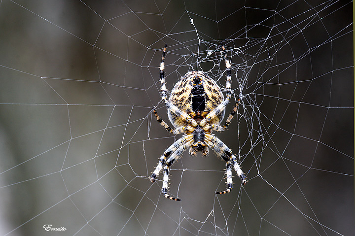 Araneidae